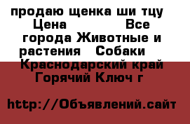 продаю щенка ши-тцу › Цена ­ 10 000 - Все города Животные и растения » Собаки   . Краснодарский край,Горячий Ключ г.